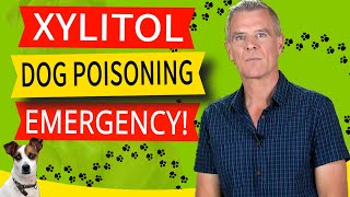 Xylitol Poisoning In Dogs 7 symptoms And The Emergency Remedy [upl. by Scrivenor]