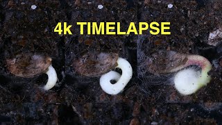 Cannabis Seed Flower TimeLapse  4k [upl. by Gove]