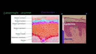 Introduction to Skin Cancer 1 Basic Histology and Anatomy [upl. by Alegnad]