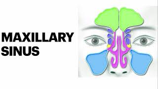 Maxillary sinus anatomy amp Histology [upl. by Inva]