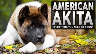 AKITA 101 Everything You Need To Know About The AMERICAN AKITA [upl. by Rehtaef]