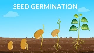 Seed Germination  How Does A Seed Become A Plant [upl. by Payton87]