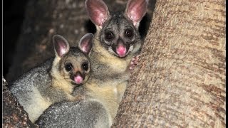 Facts About The Brush Tailed Possum [upl. by Droflim]