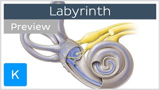 Labyrinth Structure and inner ear function preview  Human Anatomy  Kenhub [upl. by Ydissak]