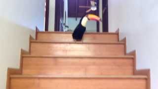 Toucan Hopping Down the Stairs [upl. by Beker84]