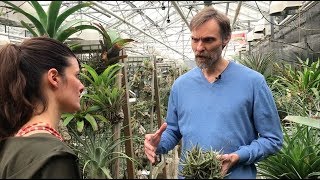 Tillandsia Tour  Utrecht Botanic Gardens Part 1  Plant One On Me — Ep 086 [upl. by Oicram]