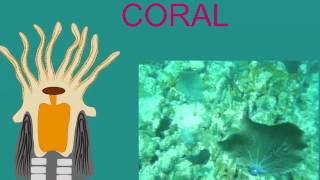 CORAL BIOLOGY AND ZOOXANTHELLAE [upl. by Araic]