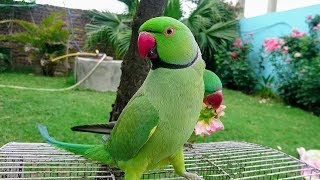 Amazing Parrot Video [upl. by Elatsyrk]