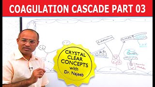 Coagulation Cascade  Part 312 [upl. by Ecirpak]