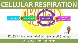 Cellular Respiration  Introduction to Respiration  Post 16 Biology A Level PreU IB AP Bio [upl. by Nasaj538]