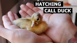 Call Duck Hatching  Incubating Pet Call Ducks [upl. by Favianus]