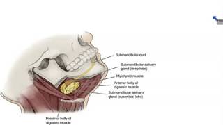 Submandibular and Sublingual Salivary Glands  Dr Ahmed Farid [upl. by Bullock141]