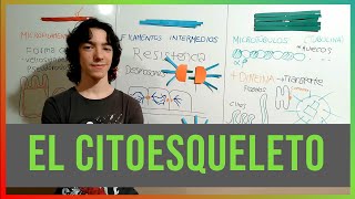 El Citoesqueleto [upl. by Baillie94]