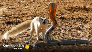 10 Craziest Animal Fights in the Animal Kingdom 🐍 Lions Hippos Cobras  Smithsonian Channel [upl. by Annavaj154]