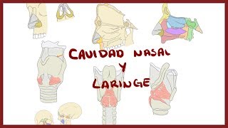 ANATOMÍA  Cavidad Nasal y Laringe  BLASTO [upl. by Avalsorim]