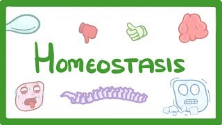 GCSE Biology  Homeostasis 54 [upl. by Shina441]