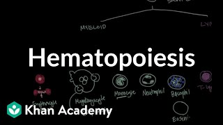 Hematopoiesis  Hematologic System Diseases  NCLEXRN  Khan Academy [upl. by Canica]