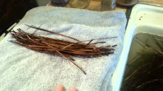 Pine Needle Baskets Part One Gather Clean and Prepare the Needles [upl. by Winther]