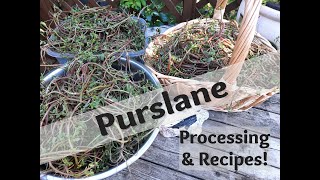 Purslane Processing and Recipes [upl. by Martinez]