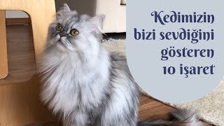 Kedimizin bizi sevdiğini gösteren 10 işaret [upl. by Wally]