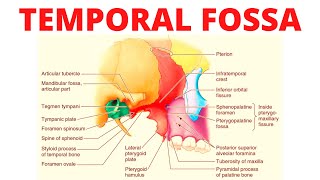 Temporal Fossa [upl. by Ardnait41]