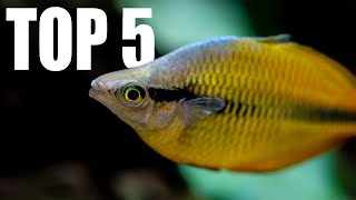 5 MUST HAVE Tankmates for RAINBOWFISH [upl. by Cadman]