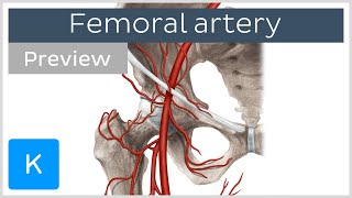 Femoral artery course and branches preview  Human Anatomy  Kenhub [upl. by Euginimod]