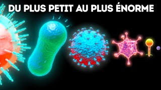 Microbes Du Plus Petit Au Plus Grand [upl. by Elleunamme]