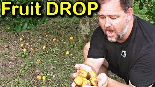 Why is My Tree Dropping Fruit amp How to Stop Fruit Drop [upl. by Kacey556]