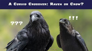 Crow vs Raven Differences Explained [upl. by Irec]