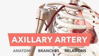 Axillary Artery  Anatomy Branches amp Relations [upl. by Fisa]