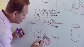 Fetal circulation in 2 mins [upl. by Notnirt211]