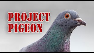 Skinners Project Pigeon [upl. by Dalt817]