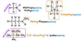 Amines and Amides [upl. by Ataner507]