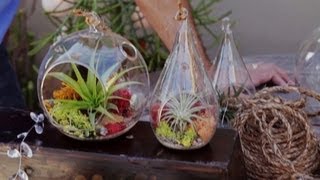 Air Plant Terrariums amp Tillandsia Care 25 [upl. by Avahc209]