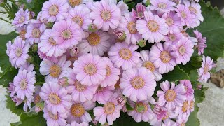 How to grow and care for Paricallis Hybrida Florists Cineraria [upl. by Perzan]