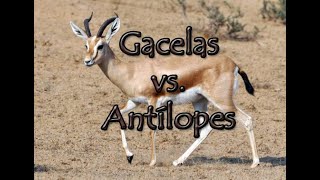 Gacelas vs Antílopes [upl. by Llebiram]