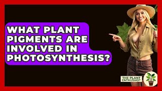 What Plant Pigments Are Involved In Photosynthesis  The Plant Enthusiast [upl. by Nahshon510]