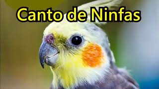 Ninfa  Cacatúa 🐤 Canto y Sonidos de Ninfas 🐤 Canto de Cacatua 🐤 HIGH  Cockatiel bird [upl. by Dutchman]