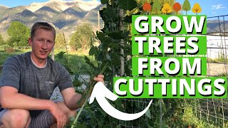 How To Grow Trees From Cuttings [upl. by Notsnhoj]