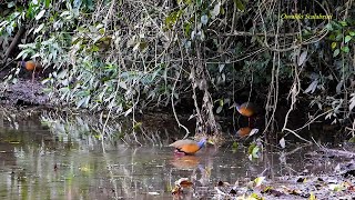 SARACURATRÊSPOTES SARACURADOBREJO ARAMIDES CAJANEUS GRAYNECKED WOODRAIL Vida no campo [upl. by Emmerich]