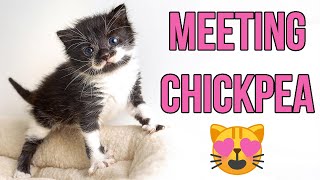 Meeting my Adorable New Foster Kitten Chickpea [upl. by Naret]