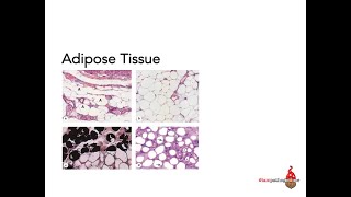 Adipose Tissue [upl. by Melloney838]