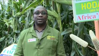 EASEED Agronomist giving tips on how to grow Maize [upl. by Halda141]