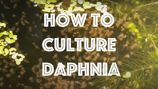 How To Culture Daphnia Magna [upl. by Aara53]