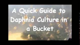 How to culture daphnia outside [upl. by Ettennal]