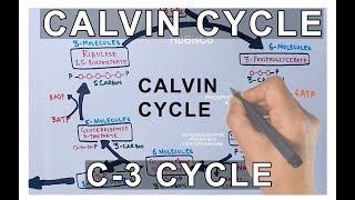 Photosynthesis  Calvin Cycle [upl. by Elletsirhc]