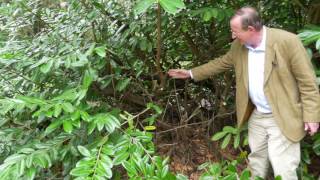 Hard Pruning Laurel hedges  Burncoose Nurseries [upl. by Sclater]