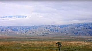 National Museum of Wildlife Art  Live Elk Refuge [upl. by Eilrebmik]