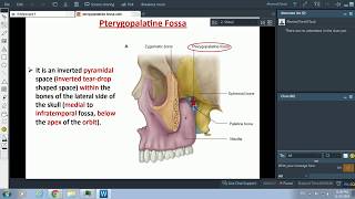 The Pterygopalatine fossa  Dr Ahmed Farid [upl. by Lucian]